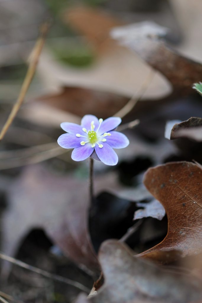 A fragile, purple flower pokes out of a pile of brown leaves 