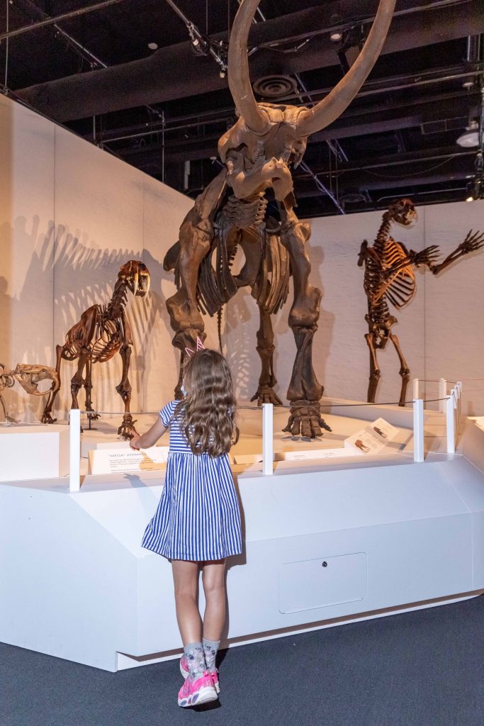 A picture from inside the Ontario Science Centre that shows four skeletons of large Ice Age creatures on display. A young with her back to the camera is in the foreground, looking up at the display. 