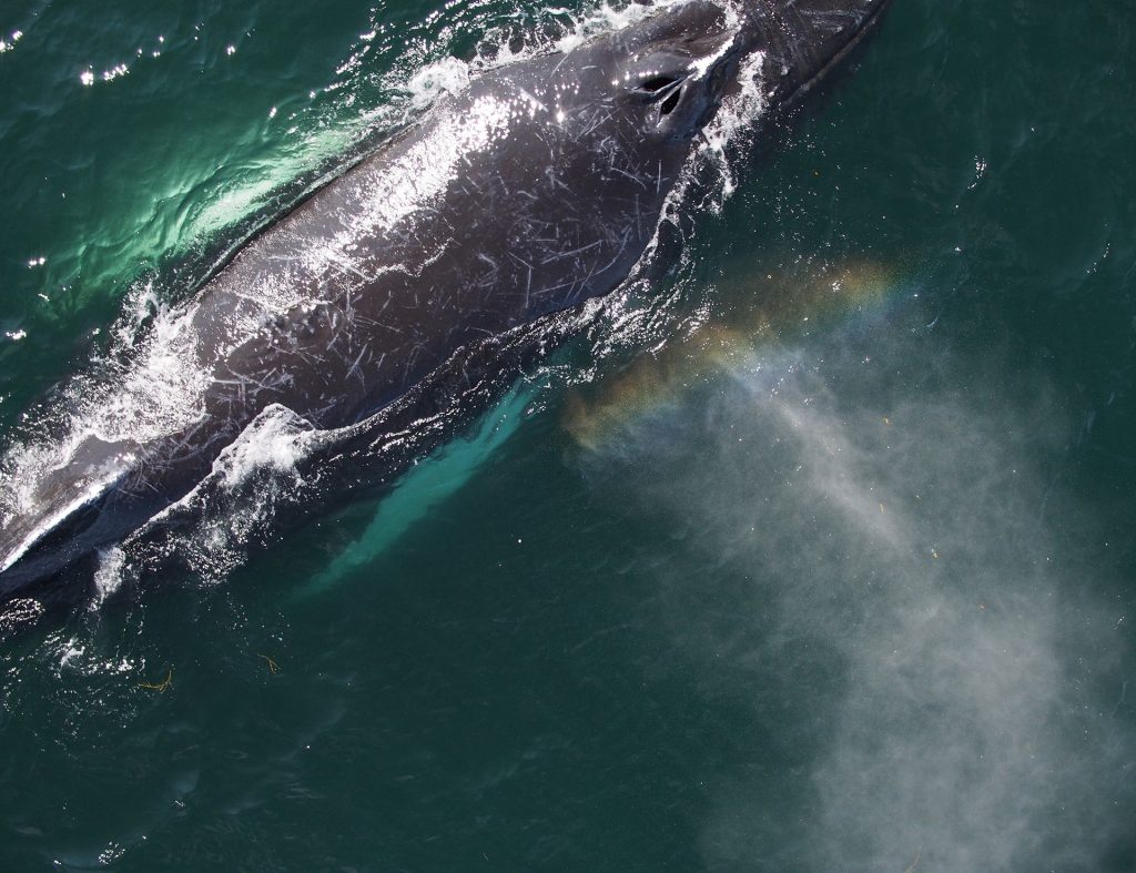 Shot from above, a shiny whale breaching the surface. The precipitation from its blowhole is making a rainbow.
