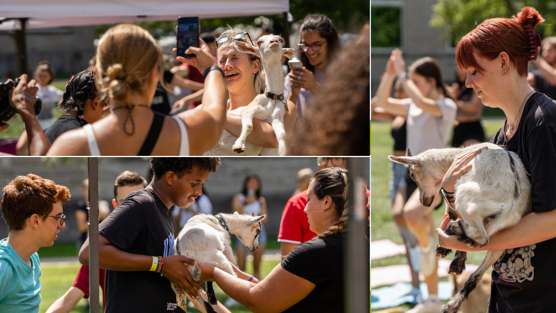 A collage of three photos showing McMaster students interacting with goats during a goat yoga event