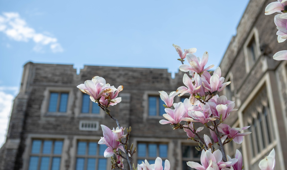 cherry blossoms with a McMaster University building in the background