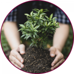 Two hands around a small plant in a pile of dirt