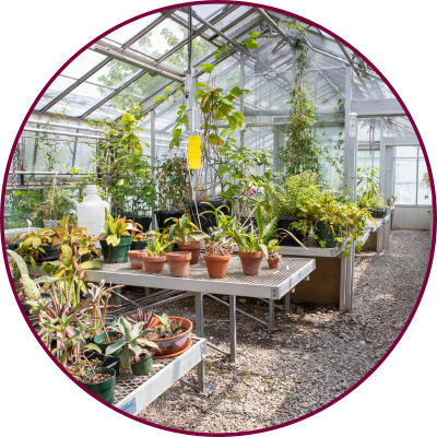 plants inside McMaster's Biology Greenhouse