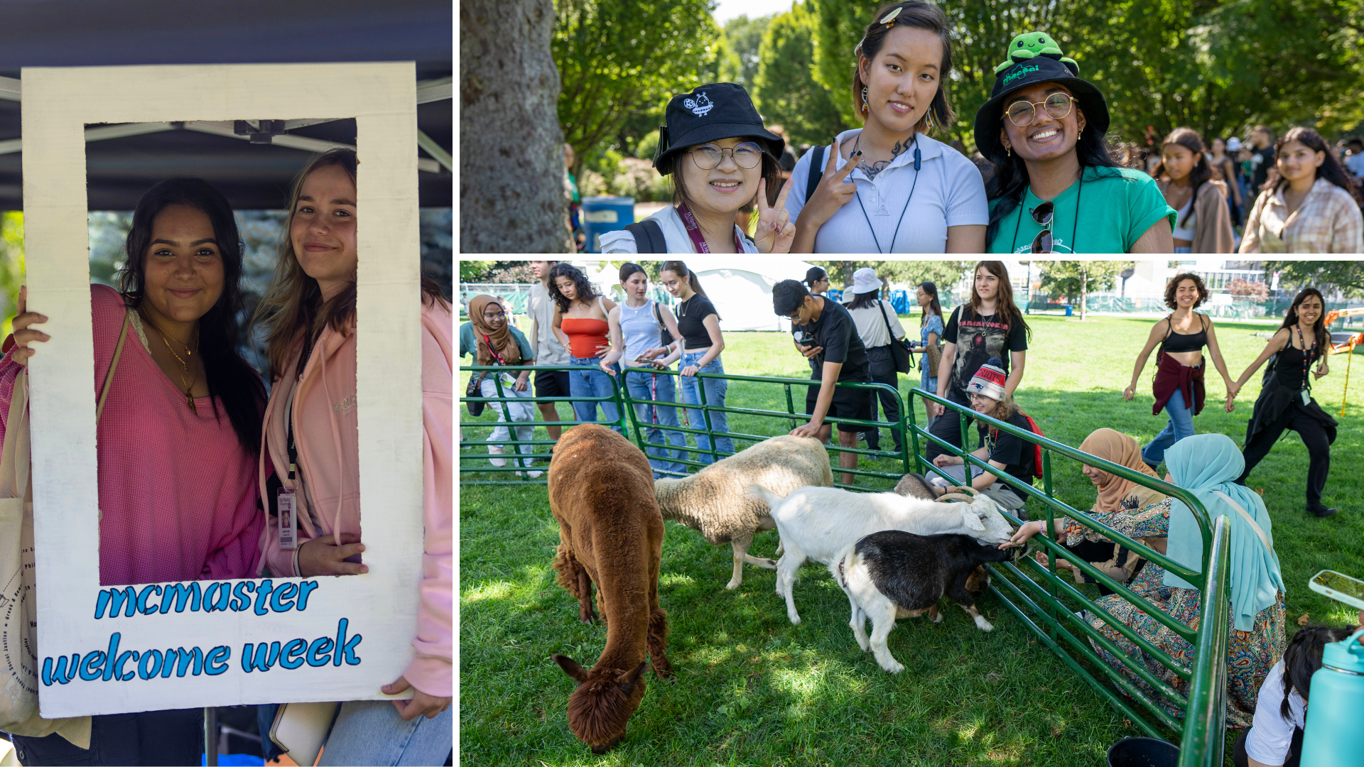 A grid of three photos showing McMaster students posing for photos and interacting with animals at a petting zoo 