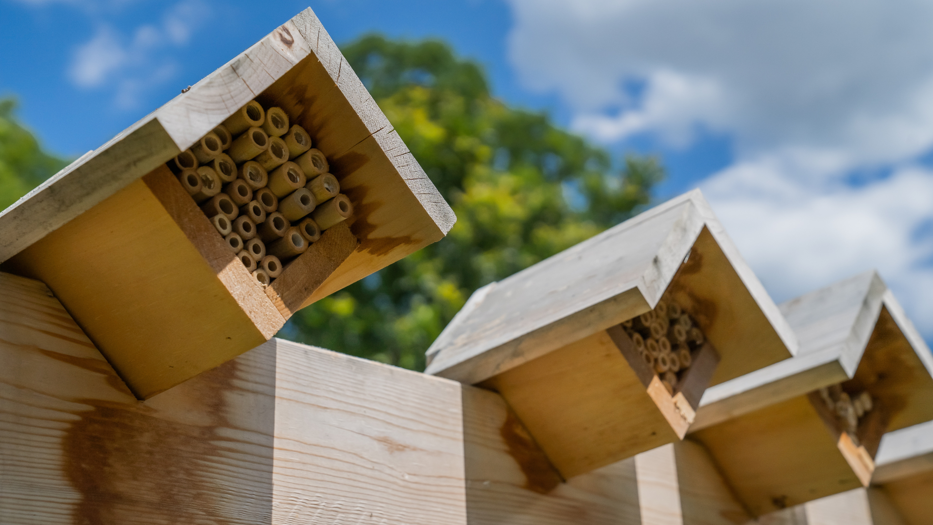 three bee homes containing nesting materials 