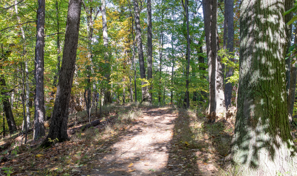 A tree-lined trail in Cootes Paradise in the summer.