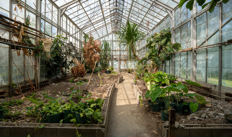 The interior of a greenhouse with some plants removed from the beds