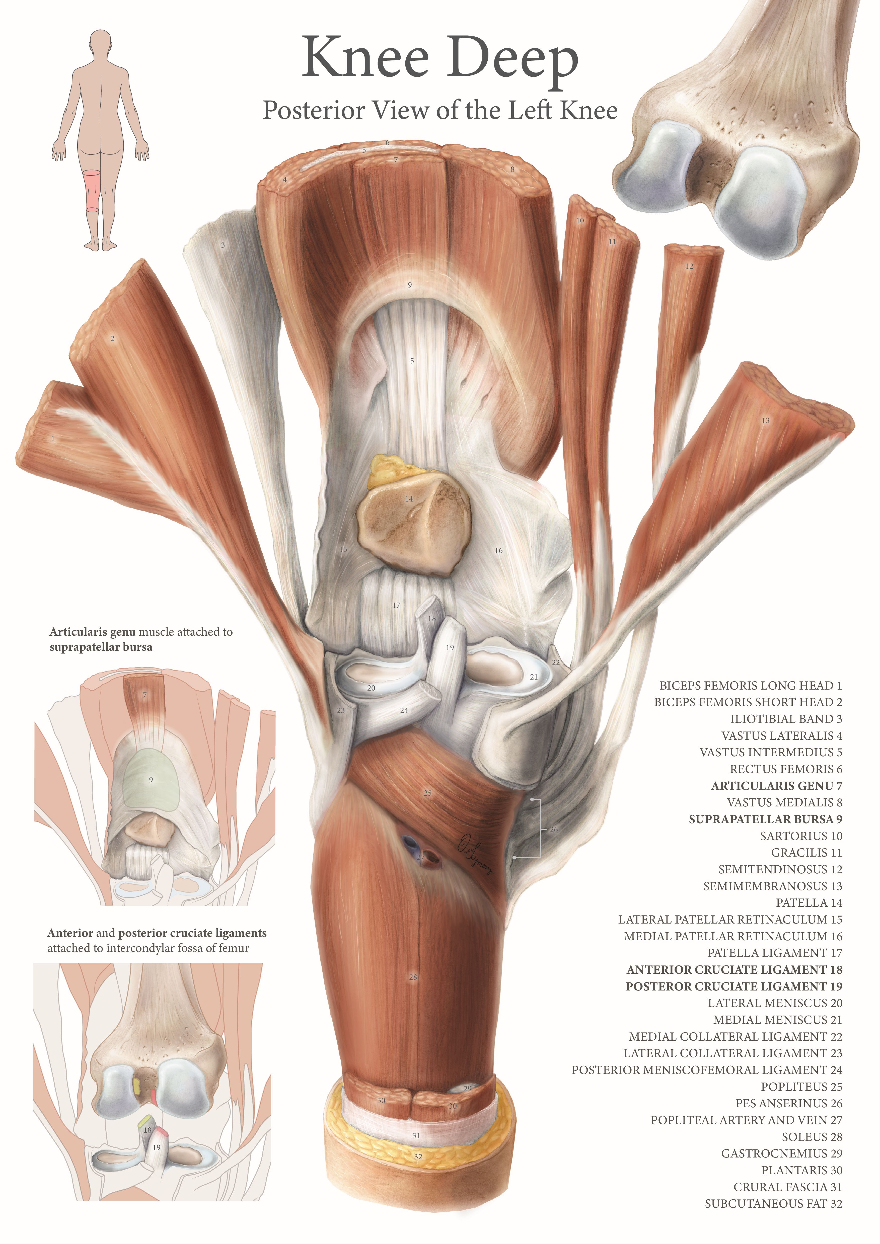 A scientific illustration of a knee. 