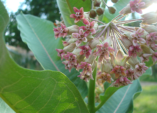 milkweed (6)