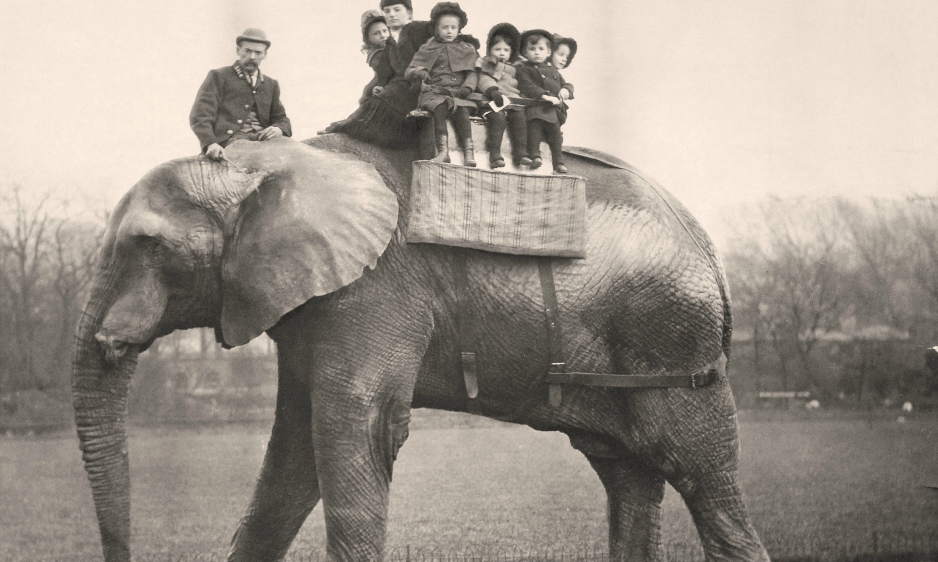 Гигантский слон джамбо 1865