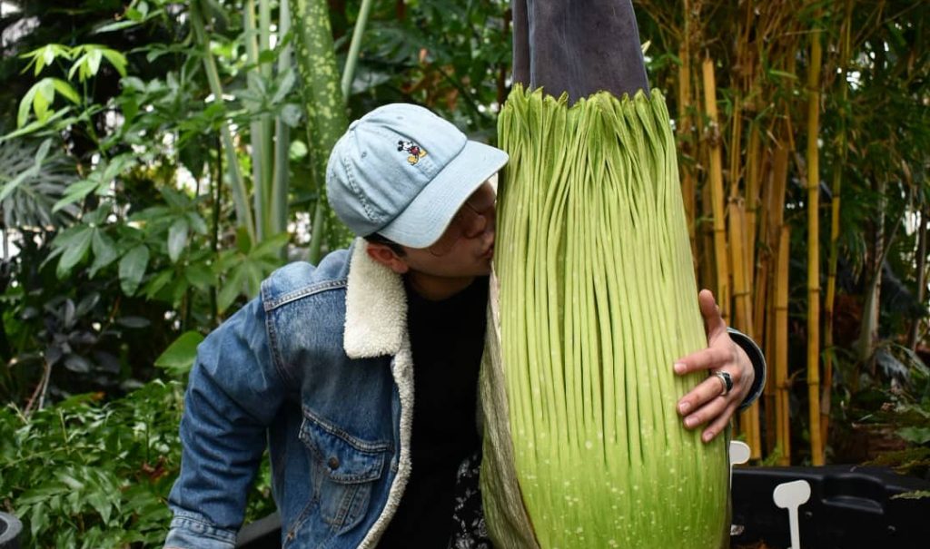 A man in a baseball hat kisses the green leafy part of a large plant