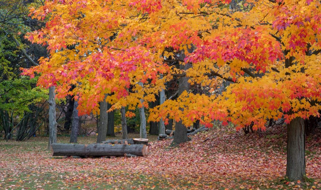 Image of fall foliage.