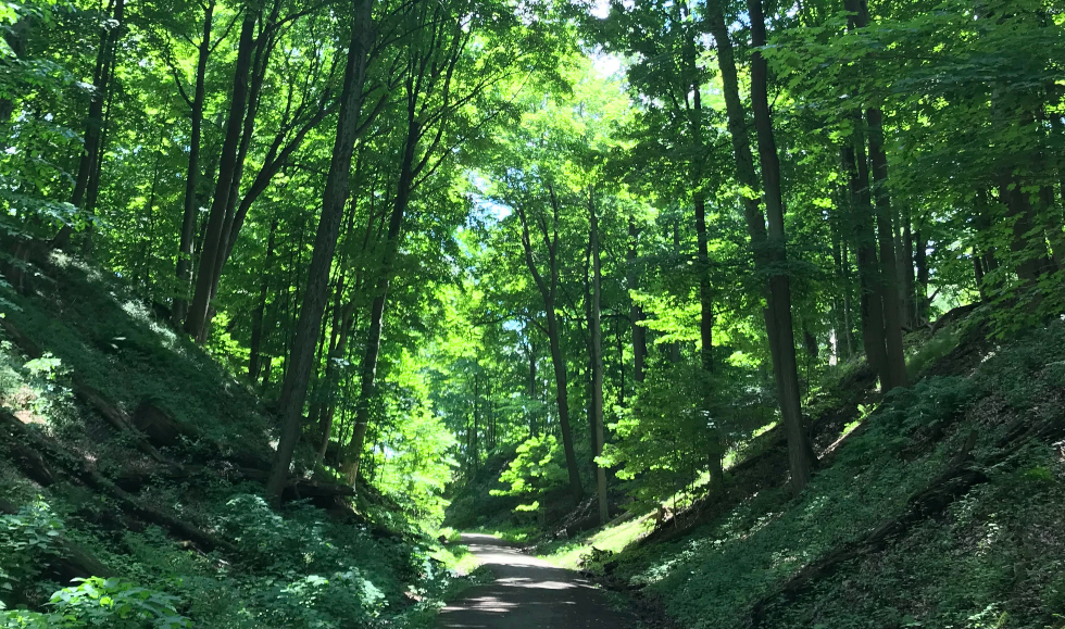 A path leads through tall, green trees at McMaster University