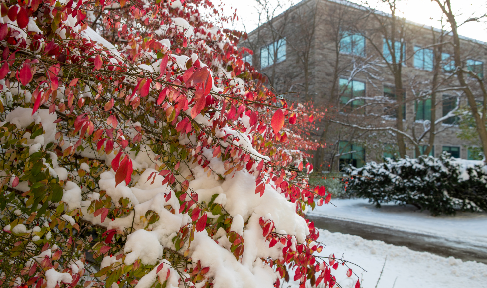 A tree with red leaves with snow on it