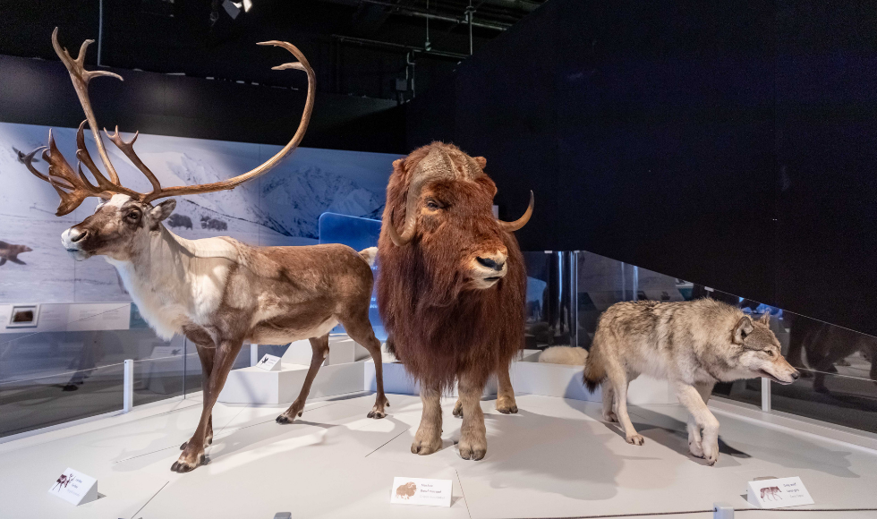A photo from inside the Ontario Science Centre showing a life-sized replicas of an Ice Age caribou, muskoxen and wolf.