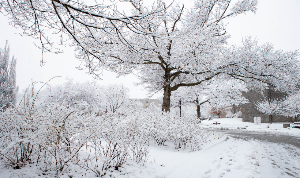 A tree and garden on campus covered in a heavy layer of snow