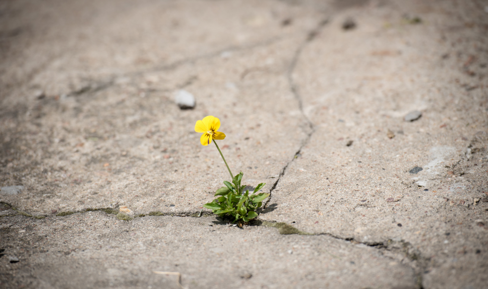 A photo of a small yellow flower growing up through a crack in concrete