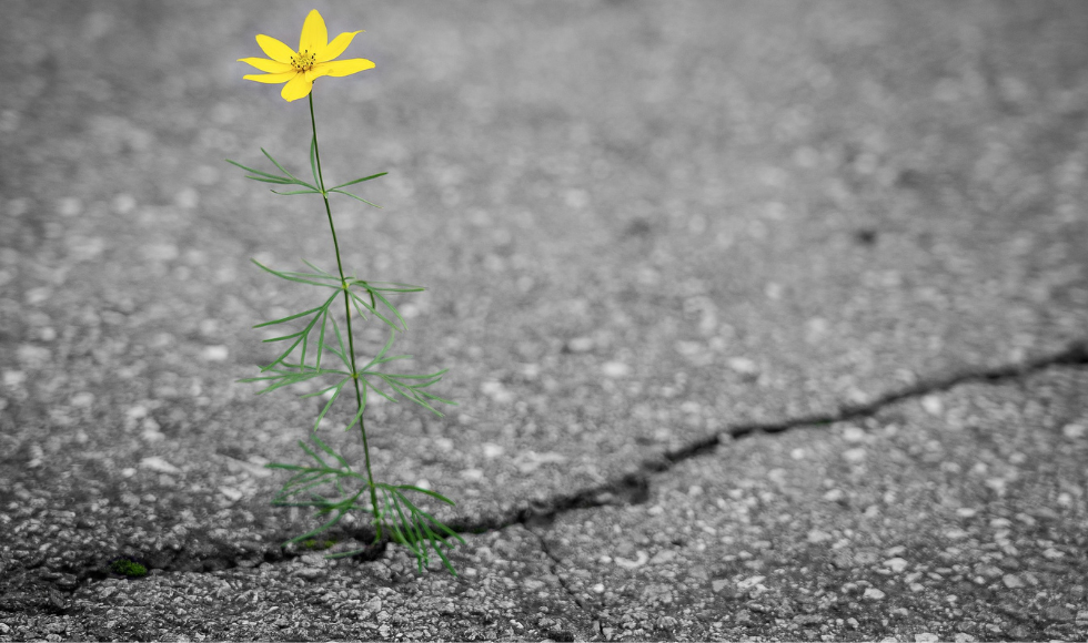 Yellow flower growing up through a crack in grey asphalt