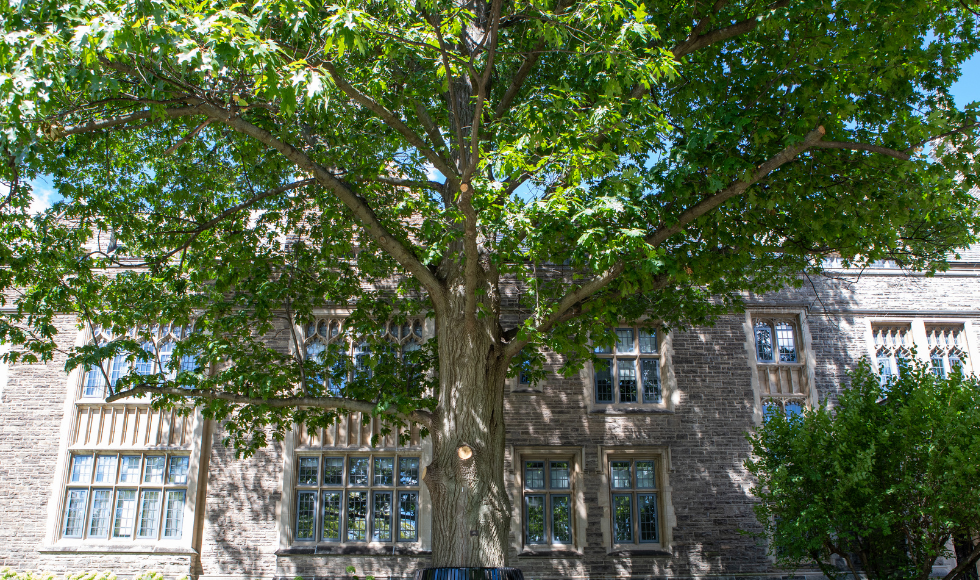 A tall old growth tree with a big leaf canopy in front of an old university building.