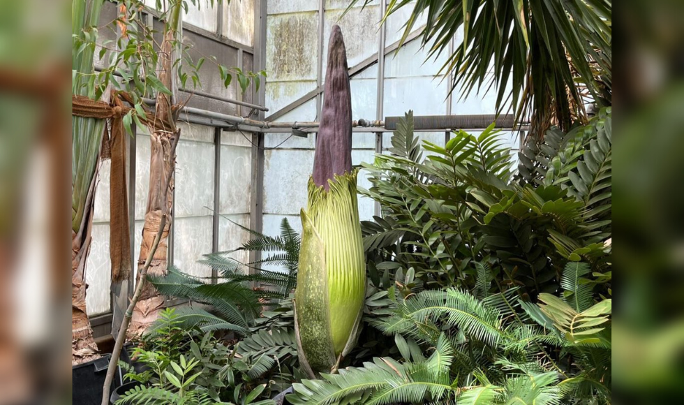 A large corpse flower not in bloom inside the McMaster Biology Greenhouse.