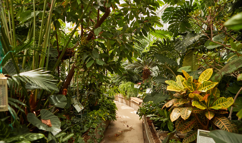 A narrow walkway inside McMaster’s Greenhouse with numerous plants on either side.