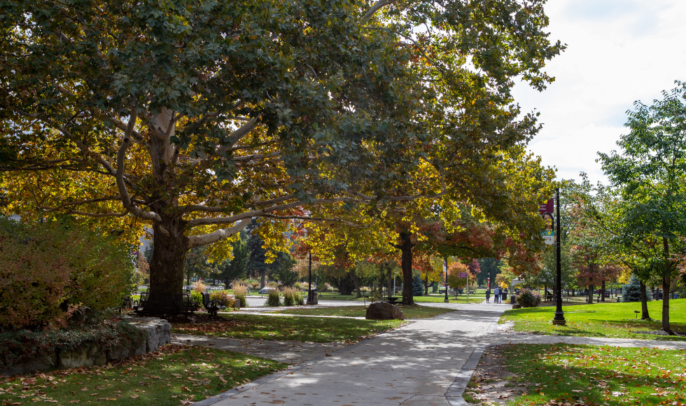 A tree-lined path on campus in the fall.
