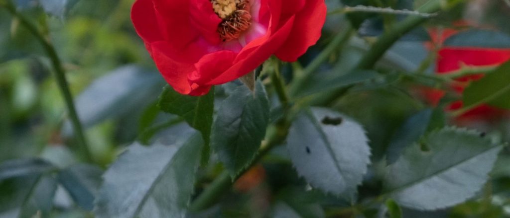 Roses outside of UH