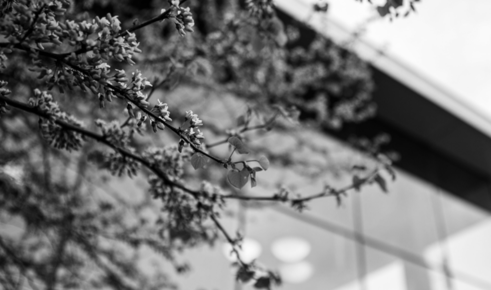 flowers in front of building, black and white image