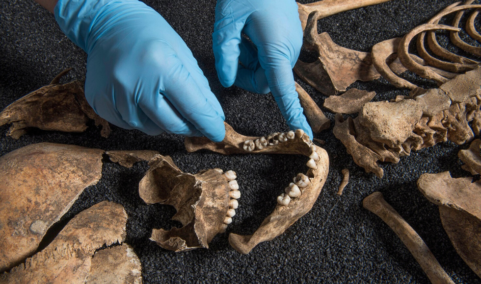 Two gloved hands inspecting dental and skeletal remains