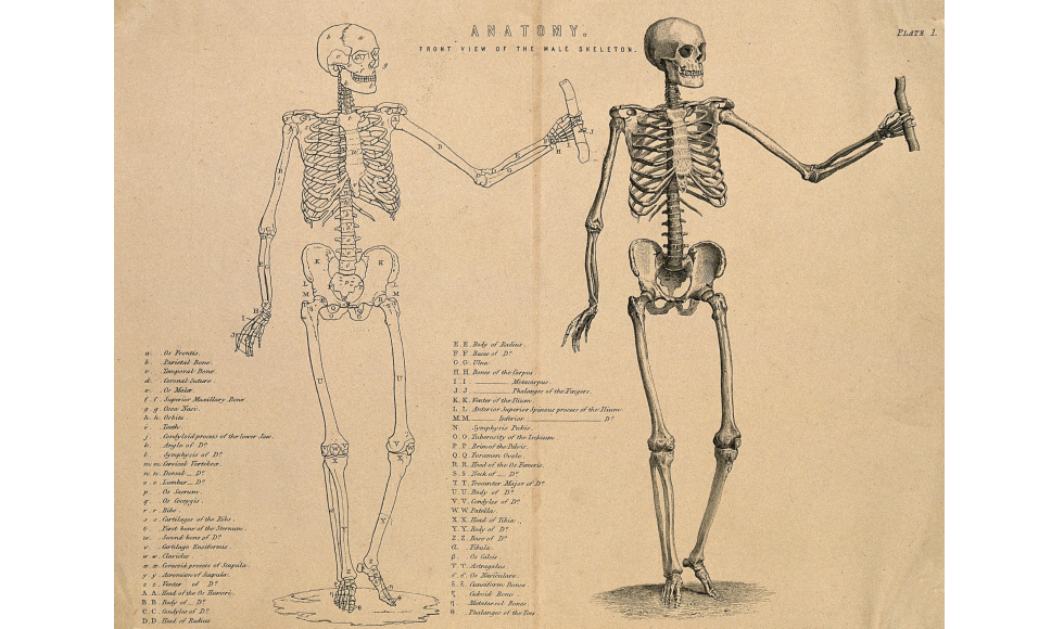 Drawings of skeletons from an old anatomy text
