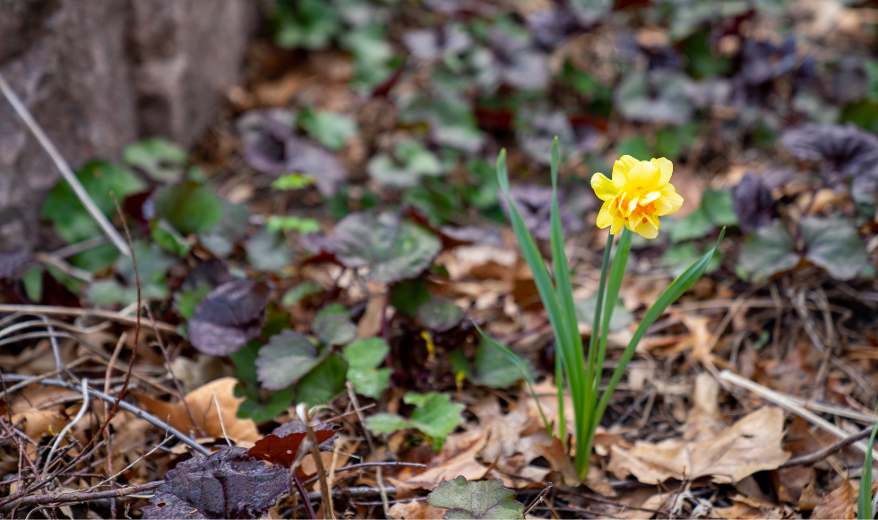 A yellow flower in a garden