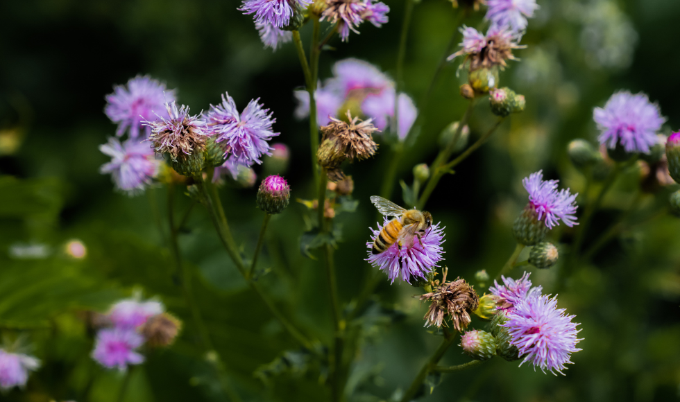 A close-up shot of a bee on small purple flowers.