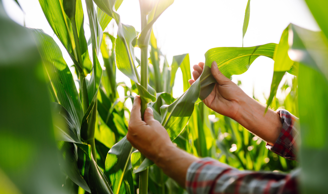 A pair of hands in plaid sleeves handle a stalk of corn in a field.